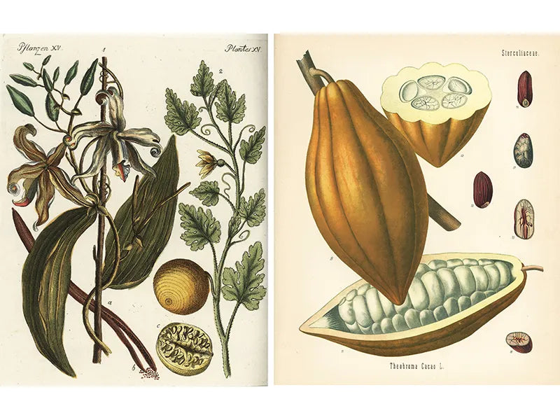 The History of Chocolate